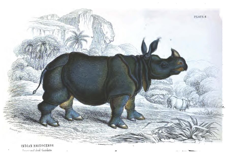 Indian rhino in Liverpool