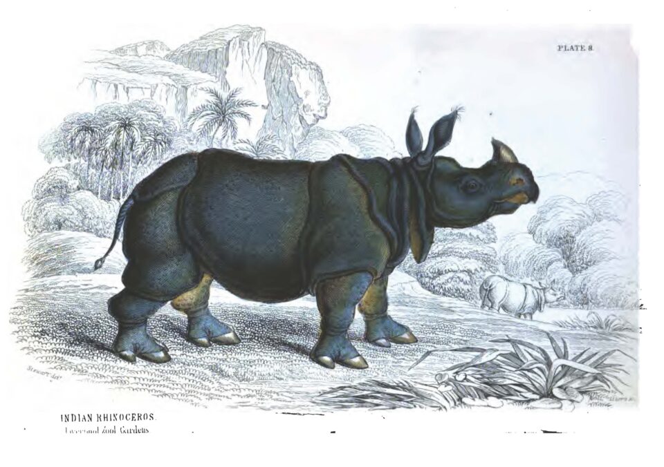 Indian rhino in Liverpool