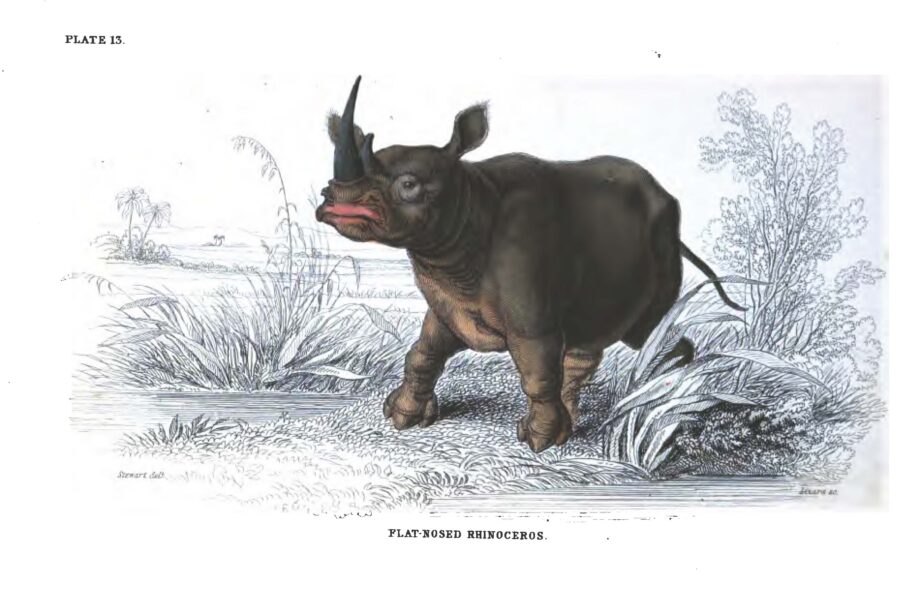 Flat nosed rhino