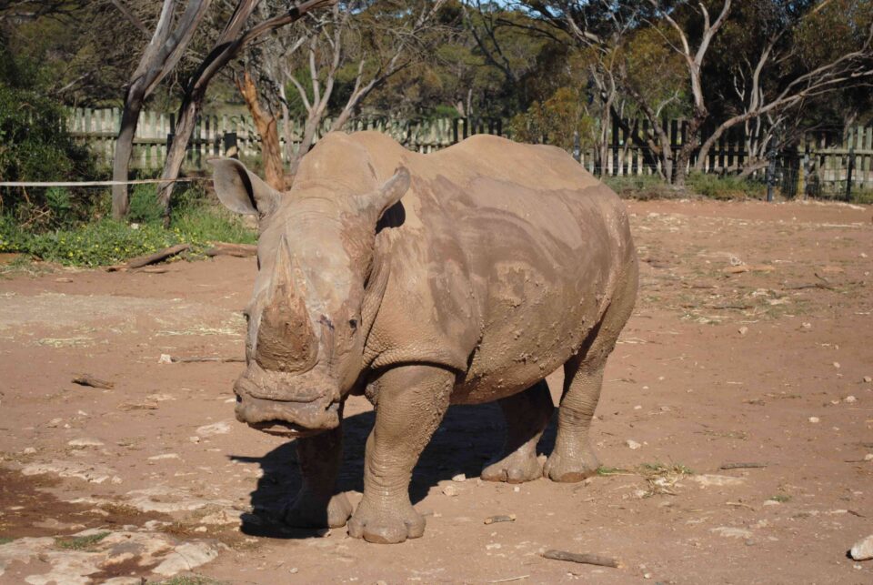 Umqali in Monarto #1430