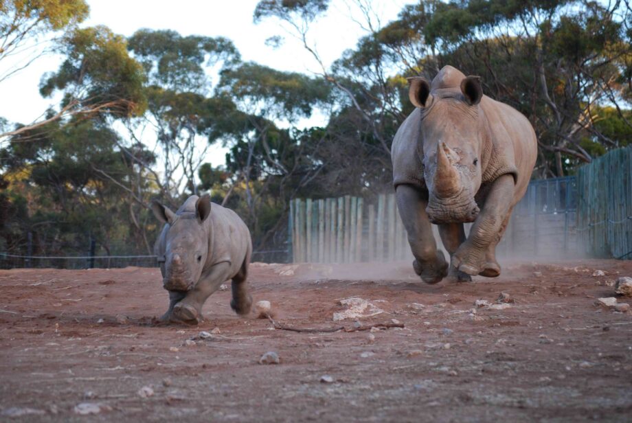 Monarto Zoo: Umqali and Digger