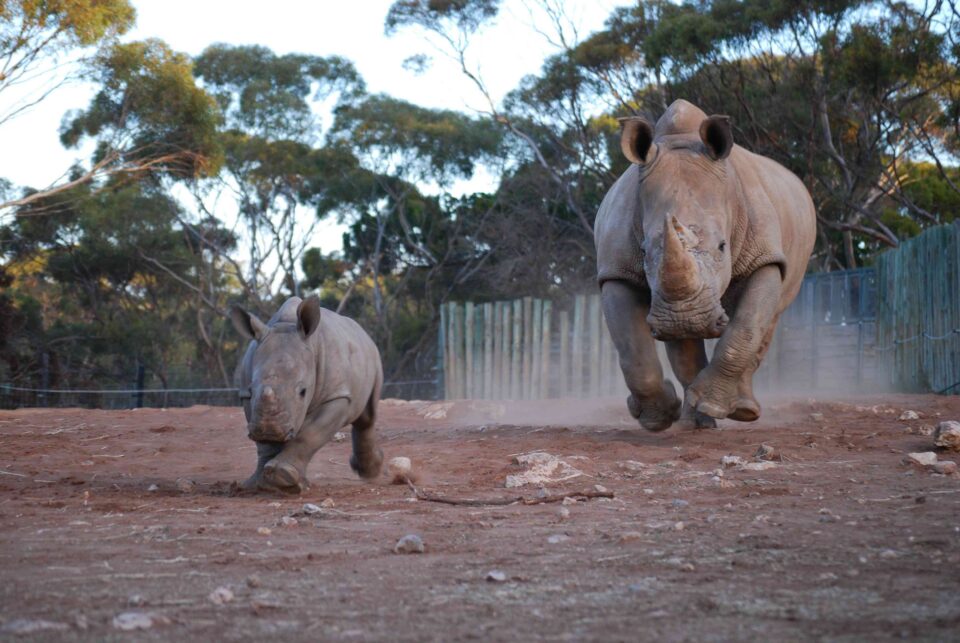 Monarto Zoo: Umqali and Digger