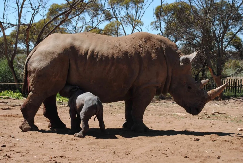 Uhuru and calf