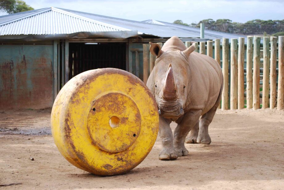Monarto Zoo enrichment