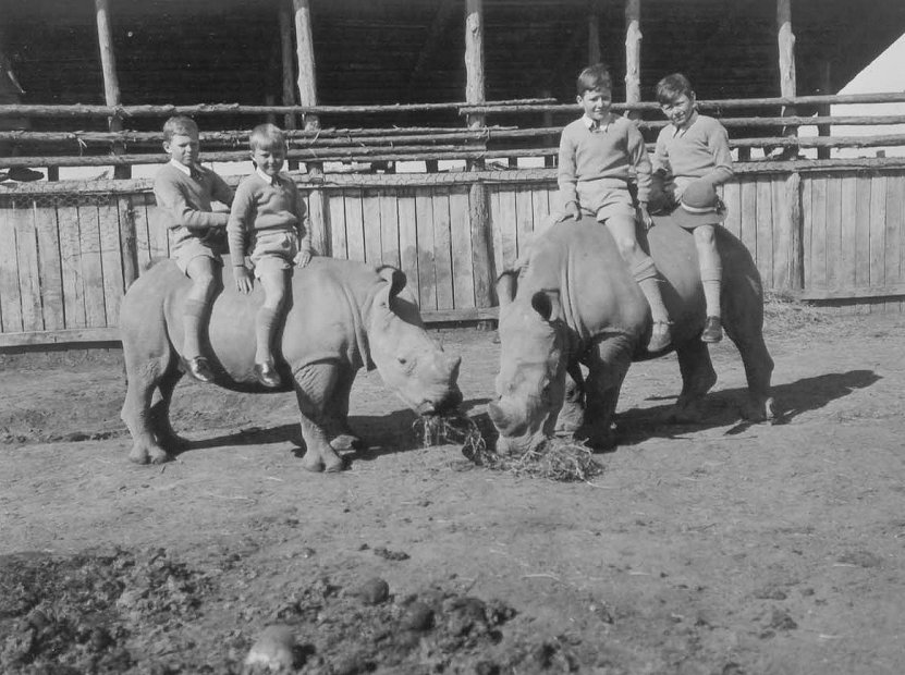 Hartley: riding white rhino