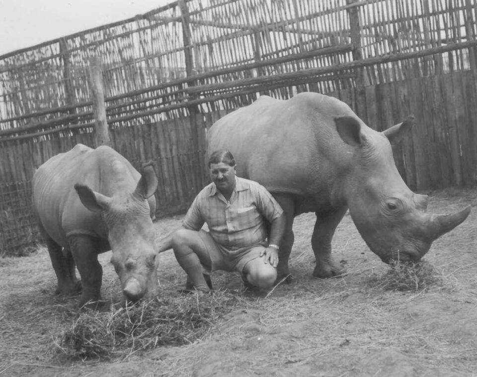 Carr Hartley white rhino