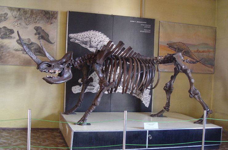 Coelodonta antiquitatis (Blum.) skeleton, Natural History Museum in Ulaanbaatar