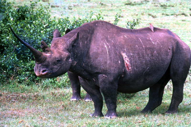 Black rhino in Kenya