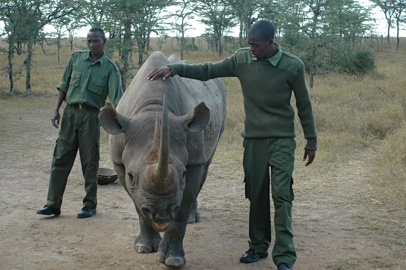 Kenya black rhino