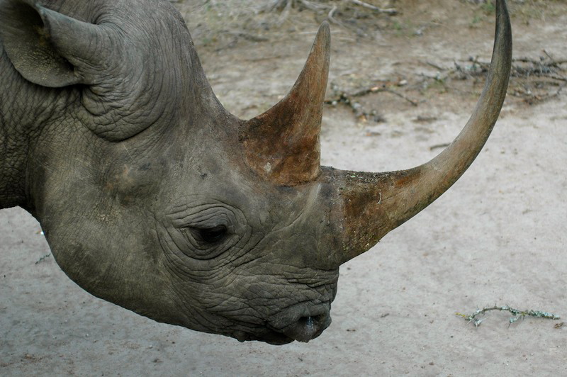 Black rhino head