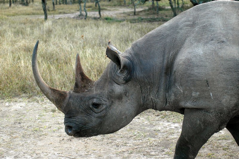 Black rhino head