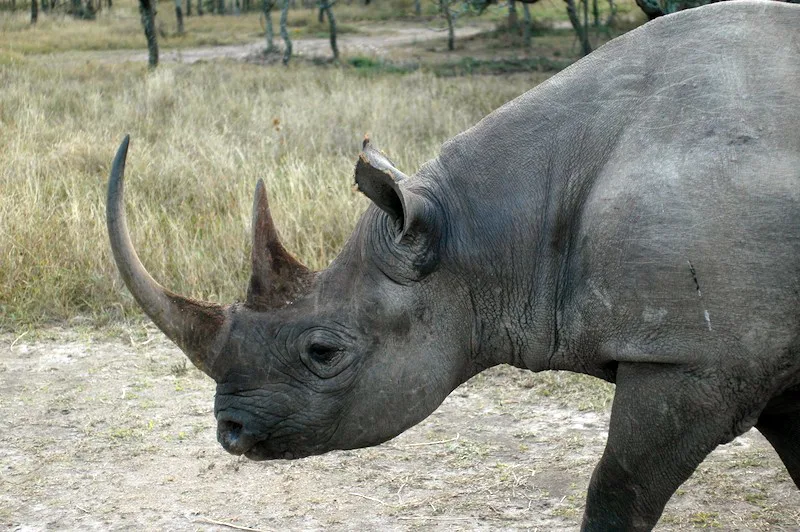 Black rhino head — Rhino Resource Center