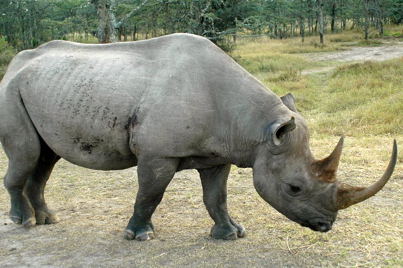 Black rhino in Kenya