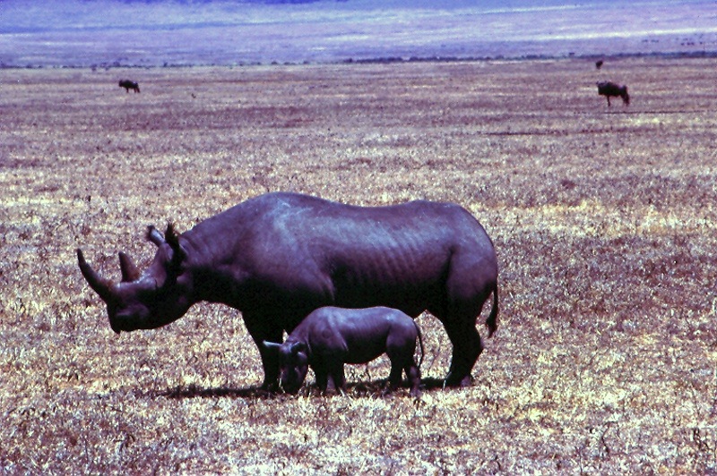 Black rhino and calf