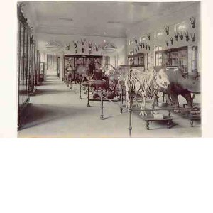 Raffles Museum Singapore