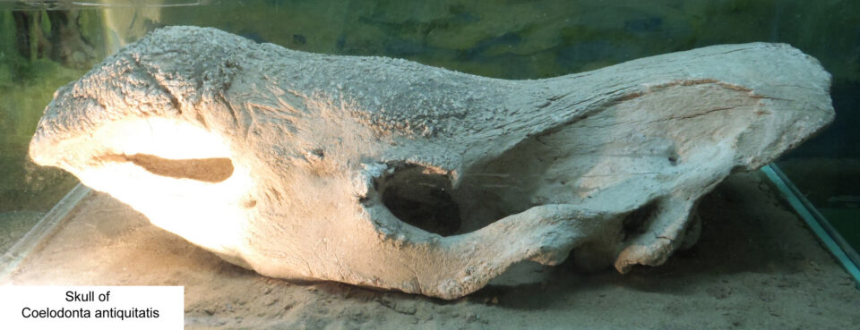 Coelodonta antiquitatis (Blum.) skull, Natural History Museum in Ulaanbaatar