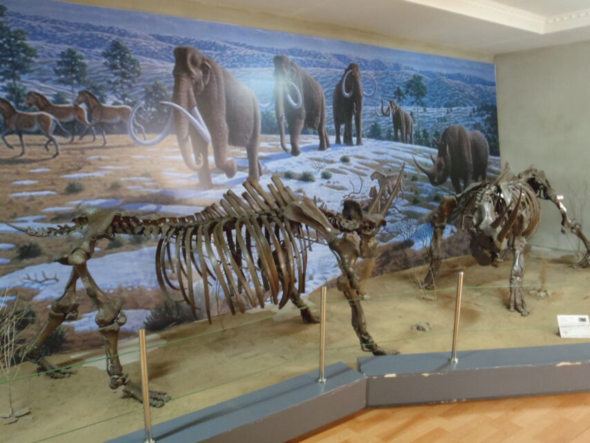 Coelodonta antiquitatis (Blum.), Natural History Museum in Ulaanbaatar