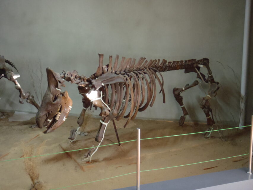 Coelodonta antiquitatis (Blum.), Natural History Museum in Ulaanbaatar