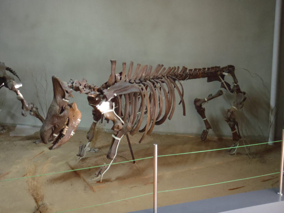 Coelodonta antiquitatis (Blum.), Natural History Museum in Ulaanbaatar