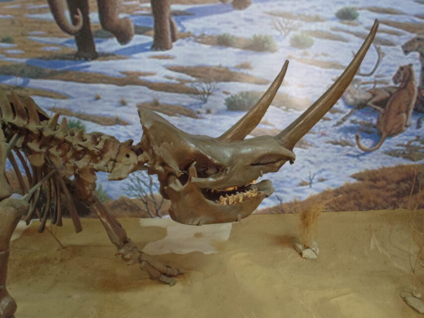 Coelodonta antiquitatis (Blum.), Natural History Museum in Ulaanbaatar