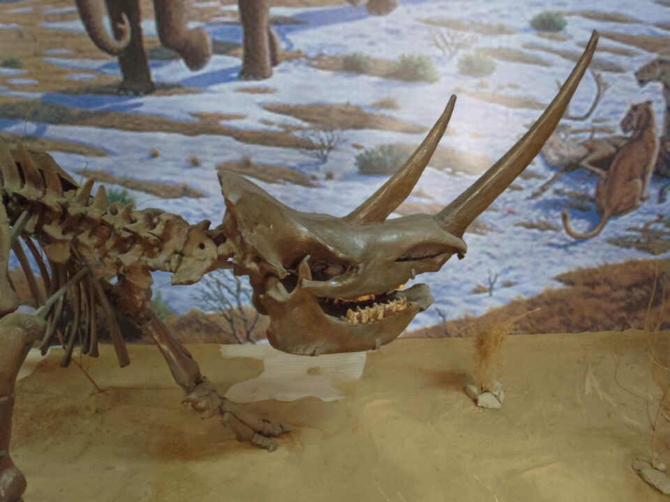 Coelodonta antiquitatis (Blum.), Natural History Museum in Ulaanbaatar