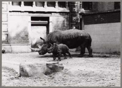 White rhino in Antwerp