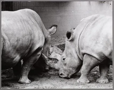 Nile rhino eating