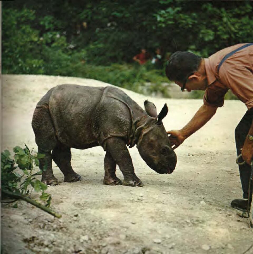 Indian rhino in Basel