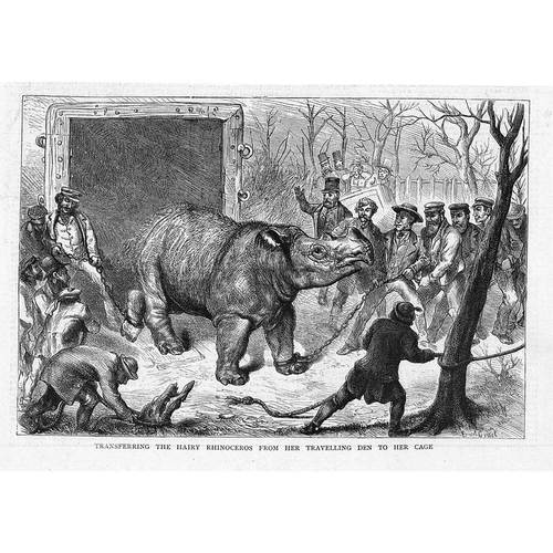 Begum arrives at the London Zoo