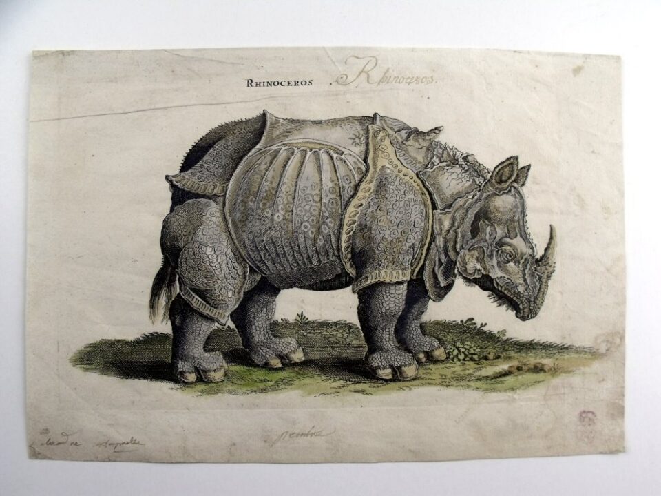 Jonstonius’ rhino 1657