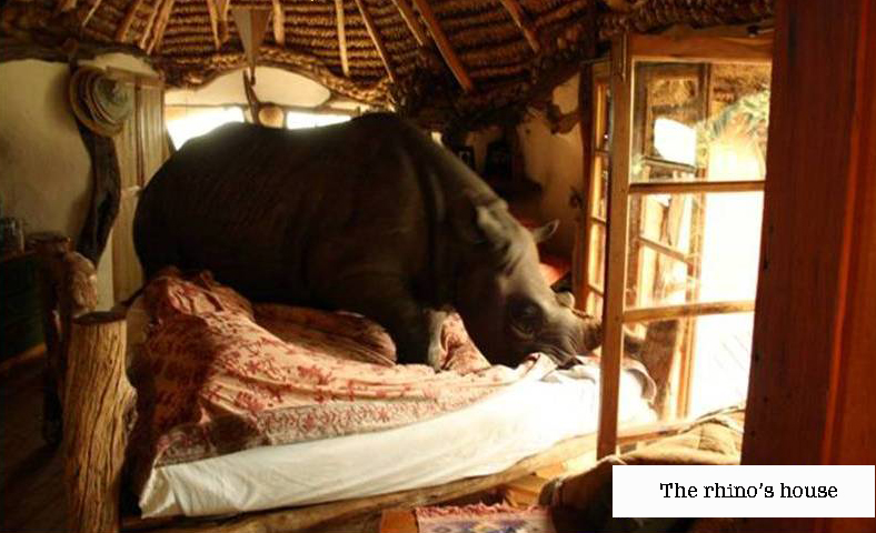 The rhino’s house