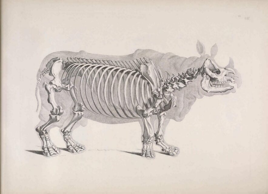 Pander 1821 skeleton