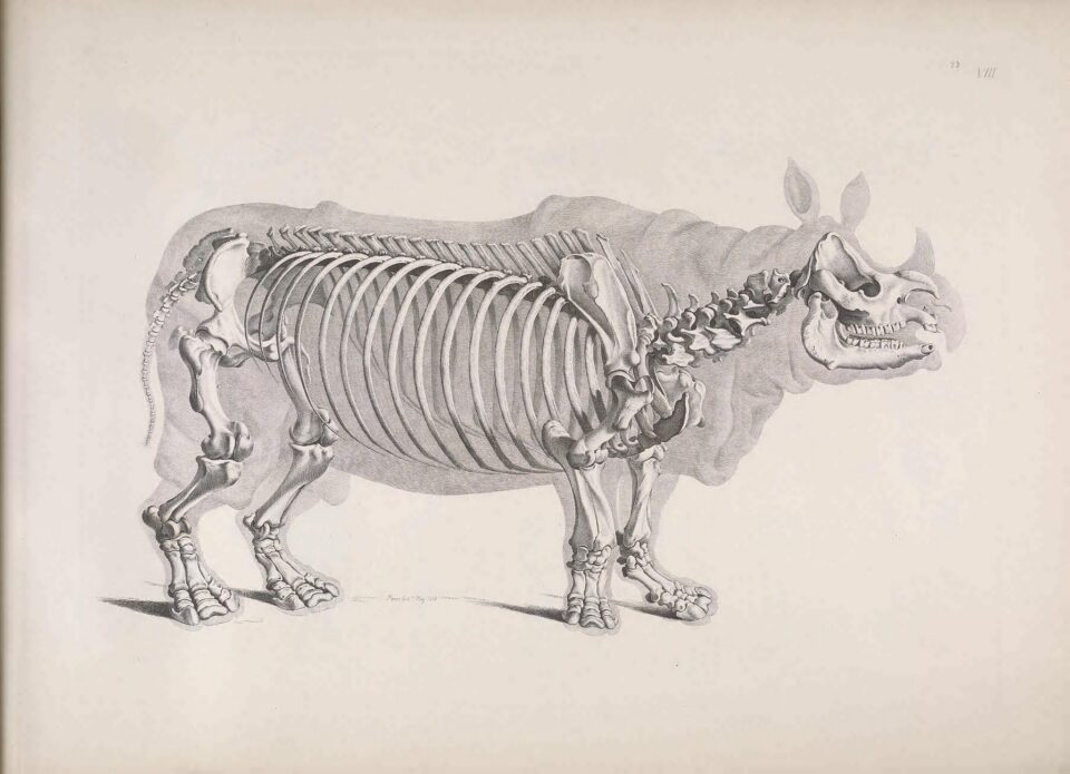 Pander 1821 skeleton