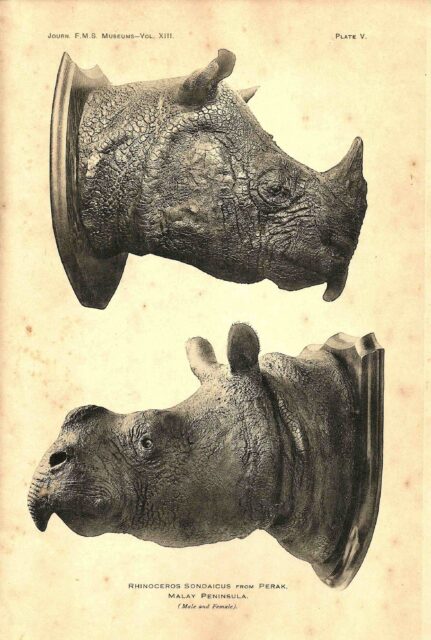 One-horned from Perak