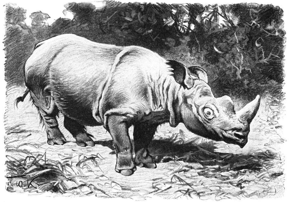 Kuhnert hairy Rhino
