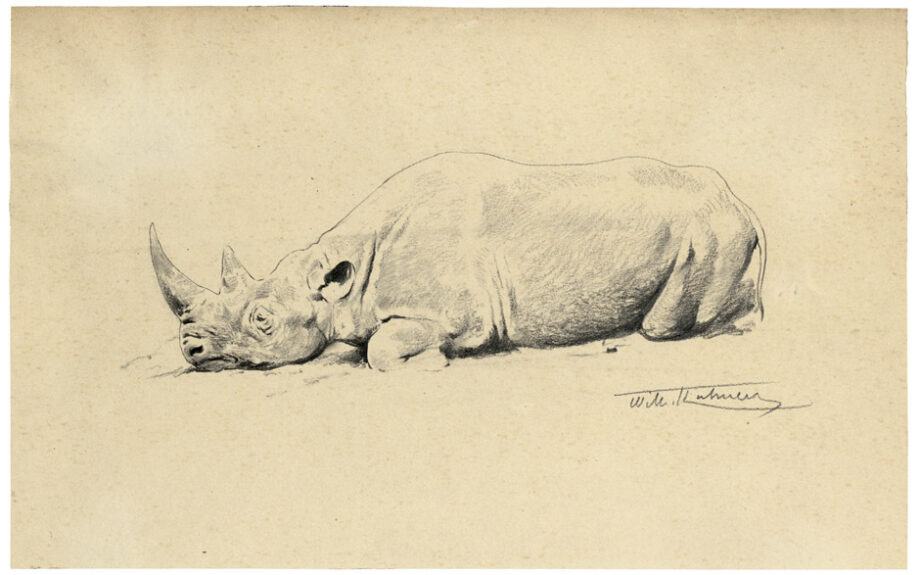 Resting black rhino