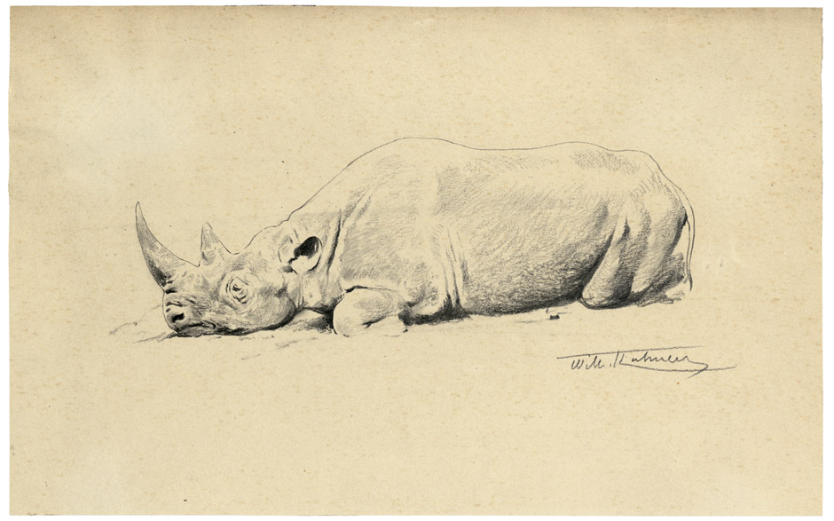 Resting black rhino