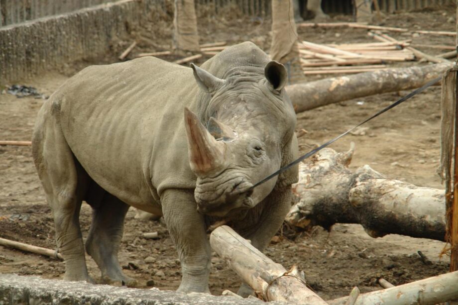 An “angry white rhinoceros” (by Paolo Torchi)