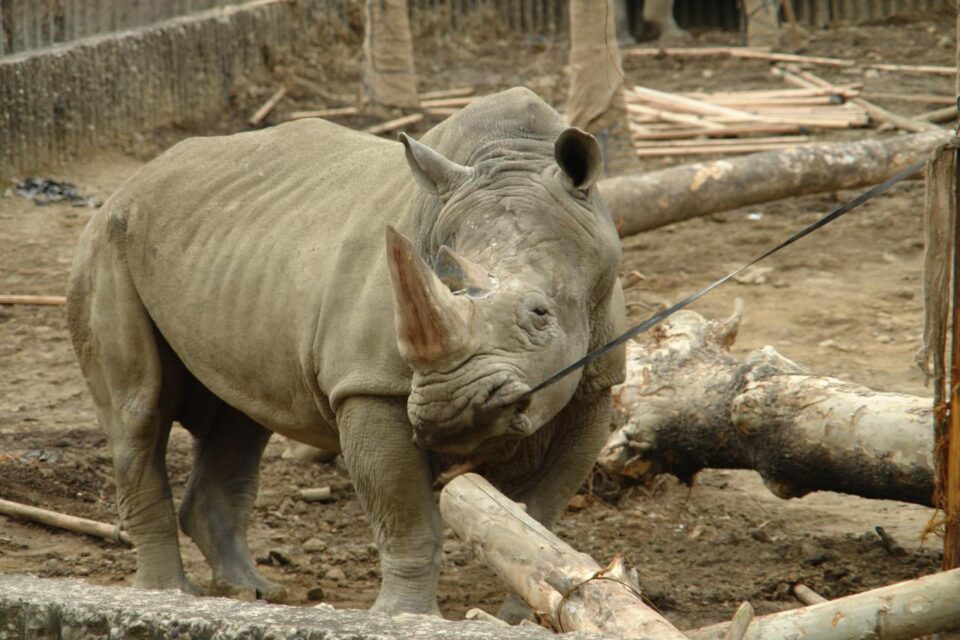 An “angry white rhinoceros” (by Paolo Torchi)