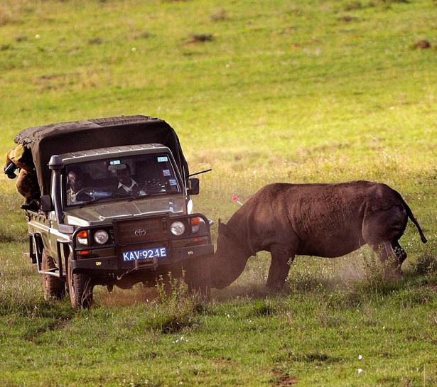 An “angry black rhinoceros” (by P. Torchio)