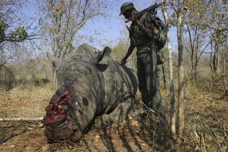 White rhinoceros poaching (by Paolo Torchio)