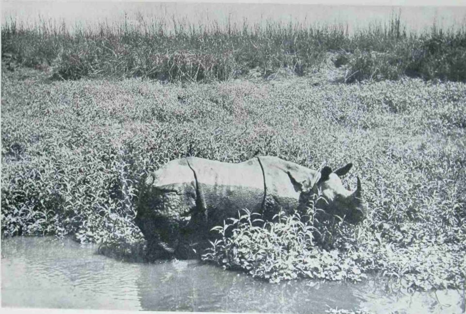 Kaziranga 1953