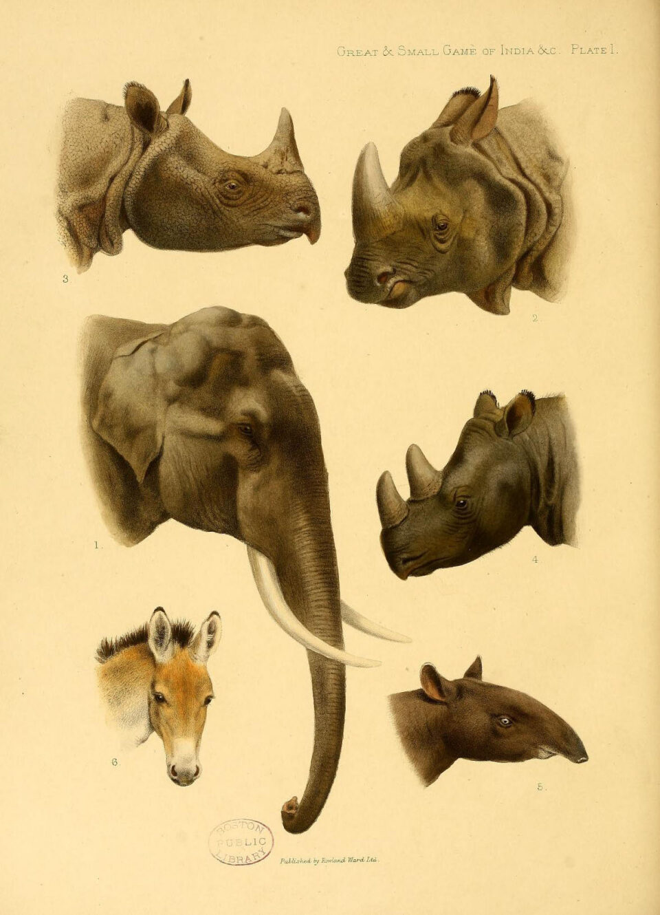 Asian rhino species