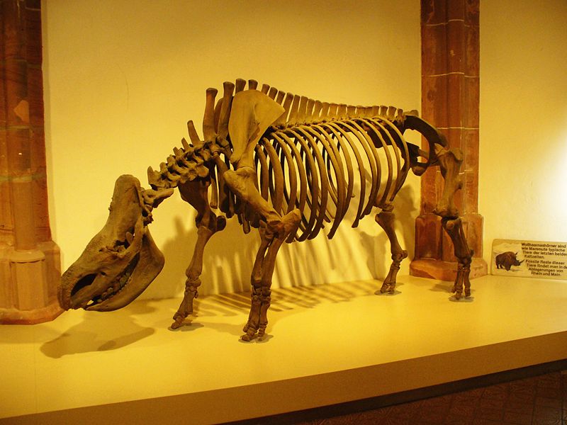 Coelodonta antiquitatis (“woolly rhino”) skeleton