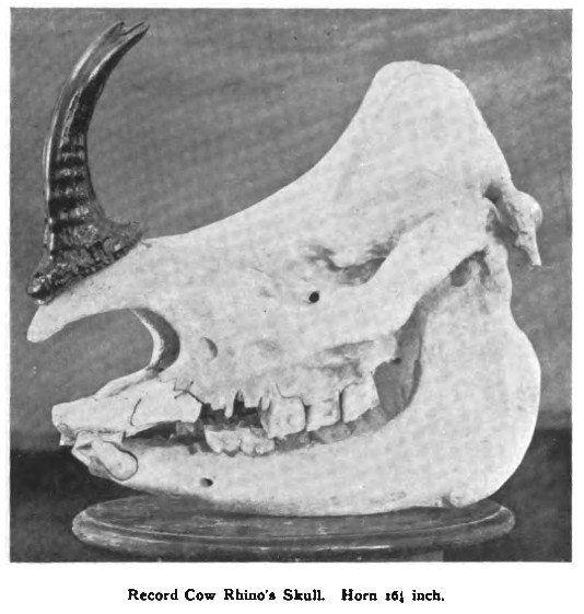 Record horn in Cooch Behar