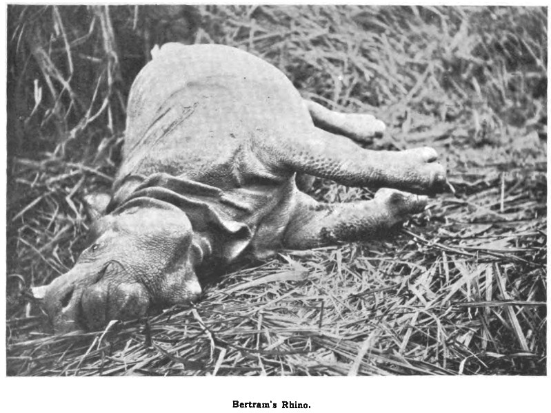 Bertram’s rhino