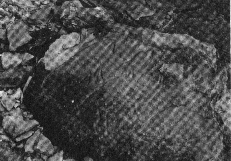 Two rhinoceroses engraved on the rock at El Macnusa (Acacus, Fezzan, Libya)
