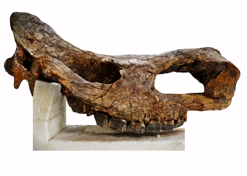 The Dicerorhinus/Stephanorhinus hemitoechus skull from the Stirone torrent (Parma, Italy)