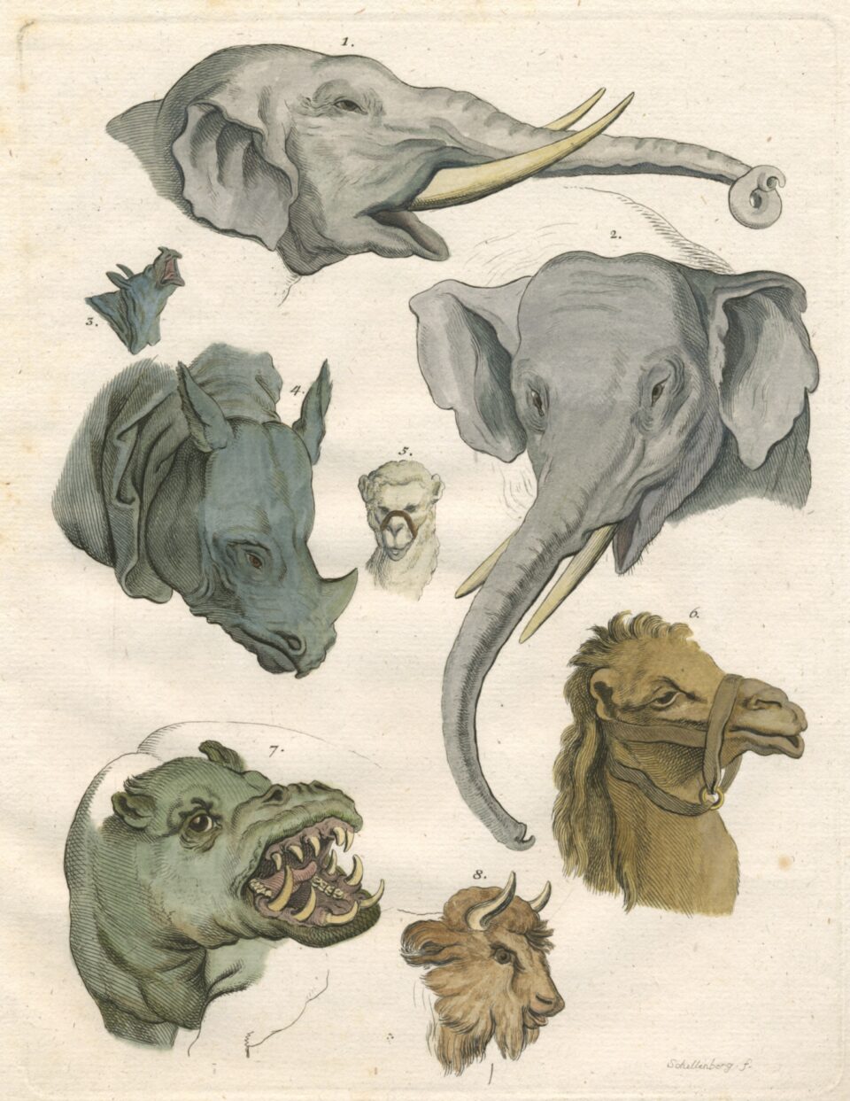 Physiology fragments by Lavater-1775