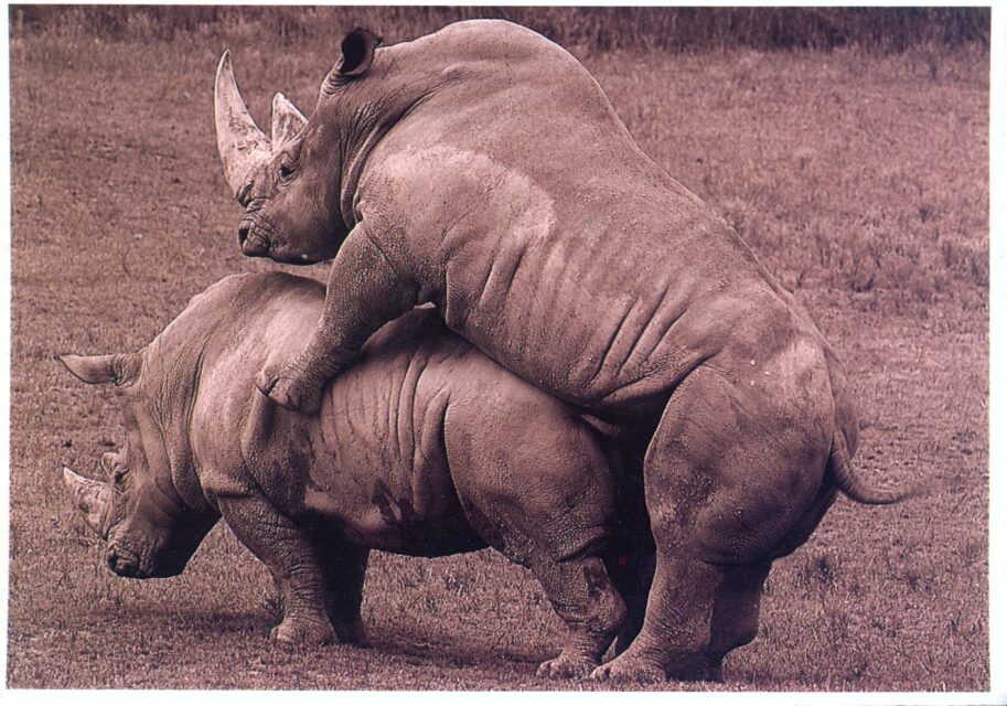 White rhino’s love
